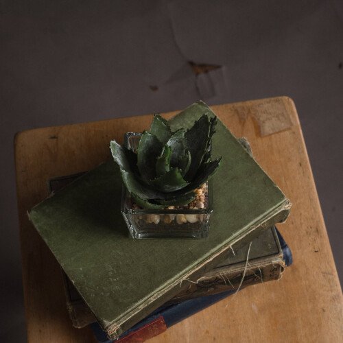 Miniature Aloe Vera In Glass Pot