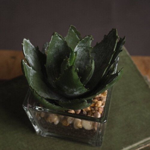 Miniature Aloe Vera In Glass Pot