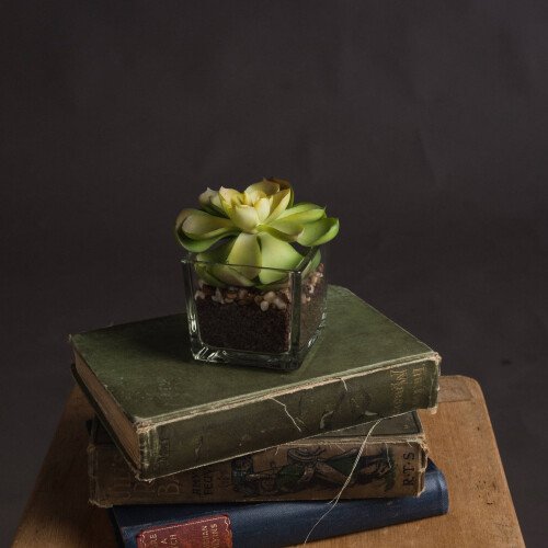 Miniature Succulent In Glass Pot