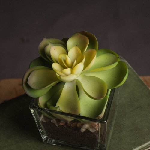 Miniature Succulent In Glass Pot
