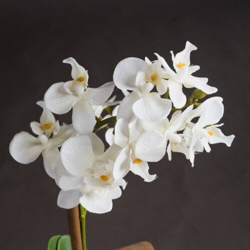 Harmony White Potted Orchid