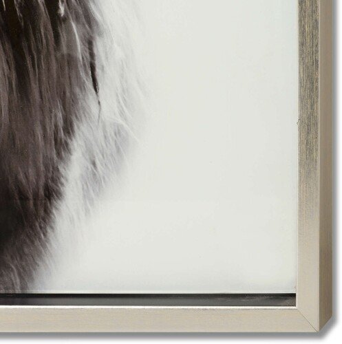 Highland Cow Right Facing Glass Image With Silver Frame