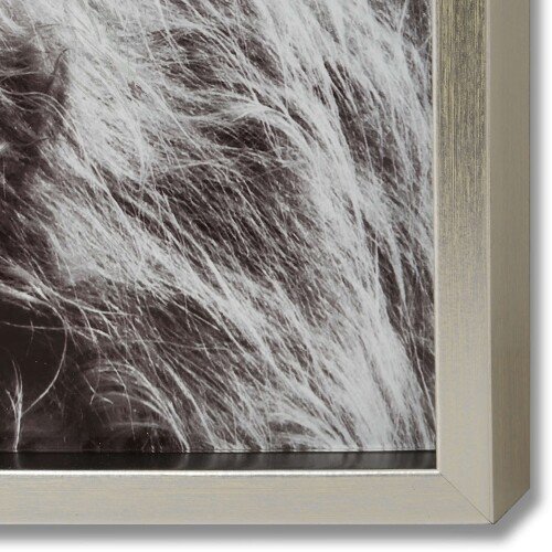 Highland Cow Left Facing Glass Image With Silver Frame