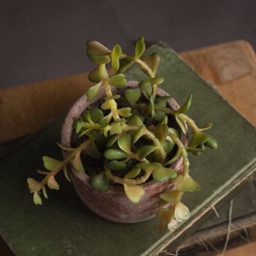 Miniature Potted Succulent