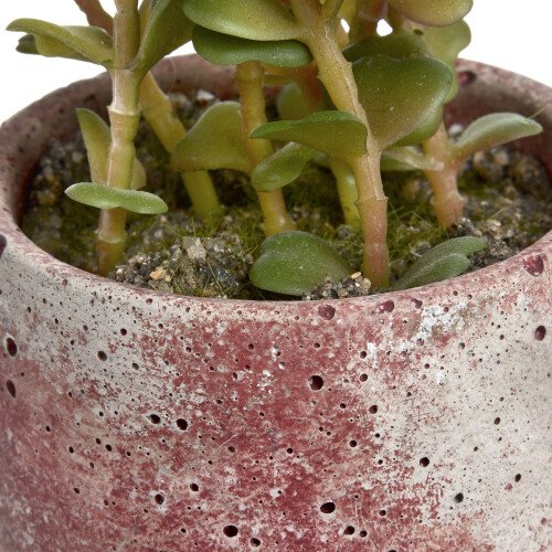 Miniature Potted Succulent