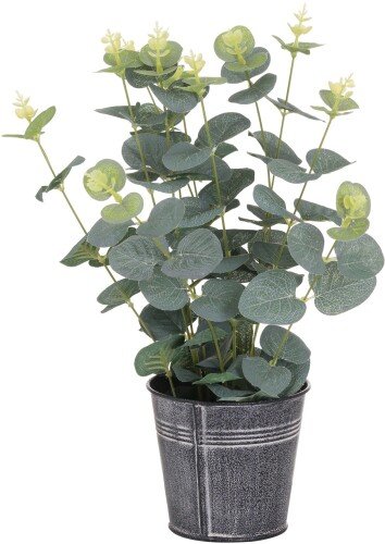 Eucalyptus In Tin Pot