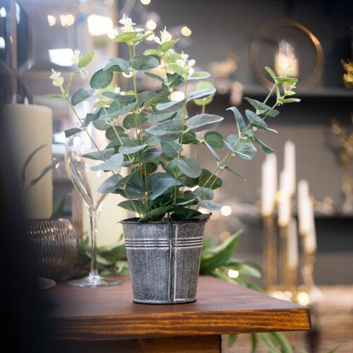 Eucalyptus In Tin Pot