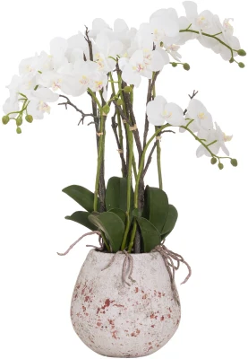 Large Stone Potted Orchid With Roots