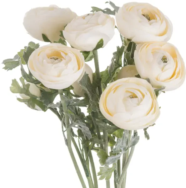 Soft Cream Ranunculus