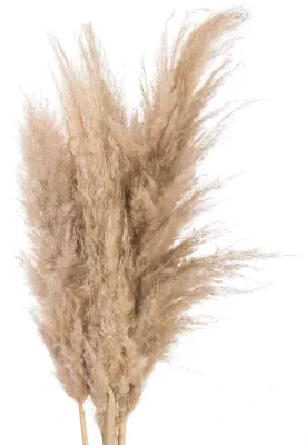 Butter Pampas Grass