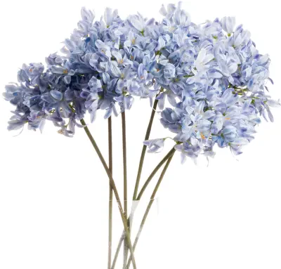 Light Blue Large Headed Agapanthus