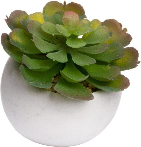 Miniature Lola Succulent In Cement Pot
