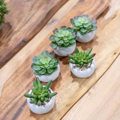 Miniature Little Jewel Succulent In Cement Pot