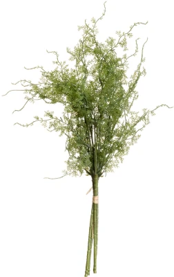 Asparagus Fern Bunch