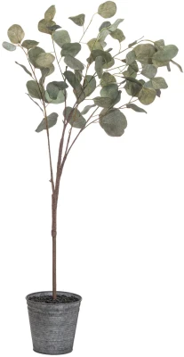 Eucalyptus Tree In Metalic Pot