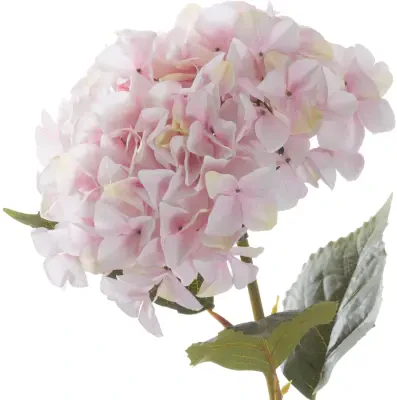 Giant Pink Hydrangea