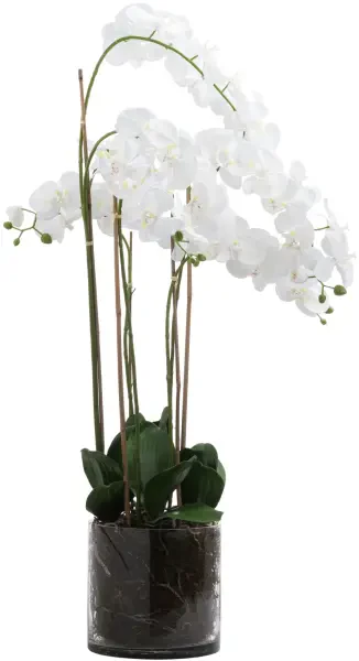Large White Tall Orchid In Glass Pot