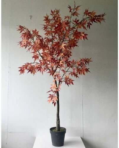Large Acer Tree