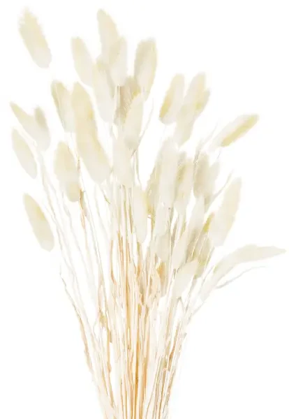 Dried Grey Bunny Tail Bunch Of 60