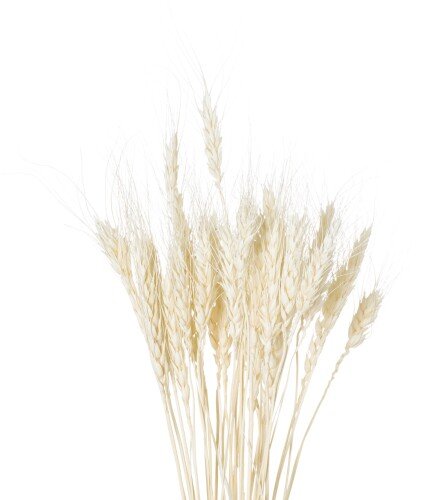 Dried White Wheat Bunch Of 20