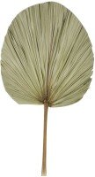 Dried Natural Fan Palm