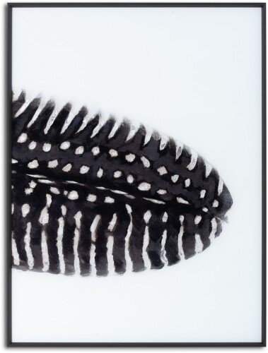 Black Feather with White Spots Over 3 Black Glass Frames