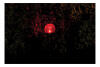 lf0790-in4.jpg